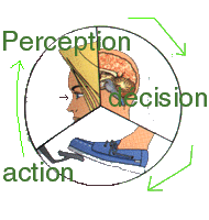 les tapes entre perception et raction