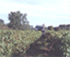 Vignes en Charente